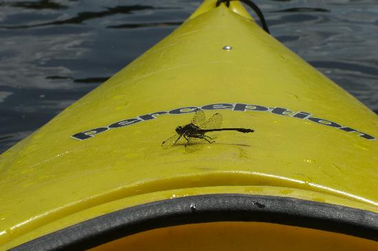 Kayak Safari-Huntingdon必去景点