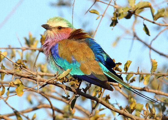 Hans Merensky Golf Estate-伐拉博瓦必去景点