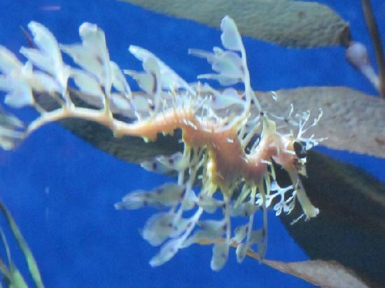 太平洋水族馆-长滩必去景点