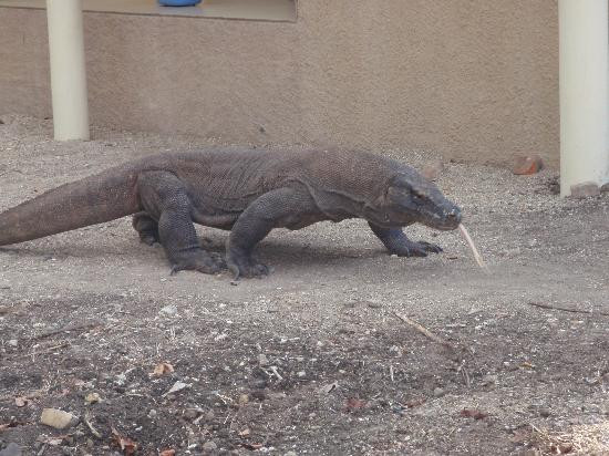 Komodo National Park-科莫多国家公园必去景点