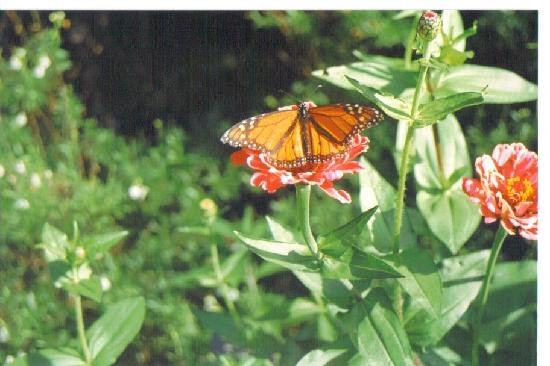 Memphis Botanic Garden-孟菲斯必去景点