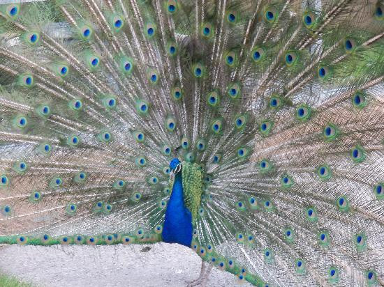 Red River Zoo-法戈必去景点