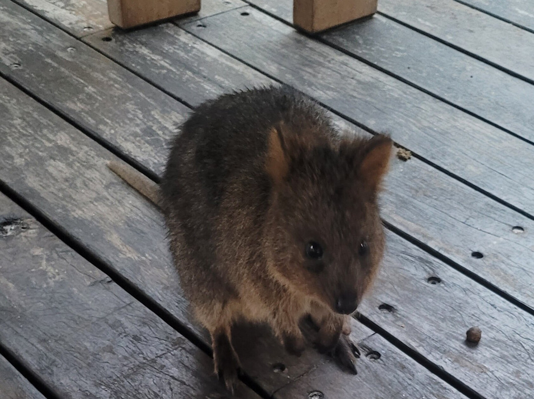 Rottnest Island Pedal and Flipper-罗特尼斯岛必去景点