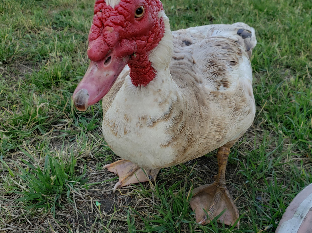 Prado Regional Park-奇诺必去景点