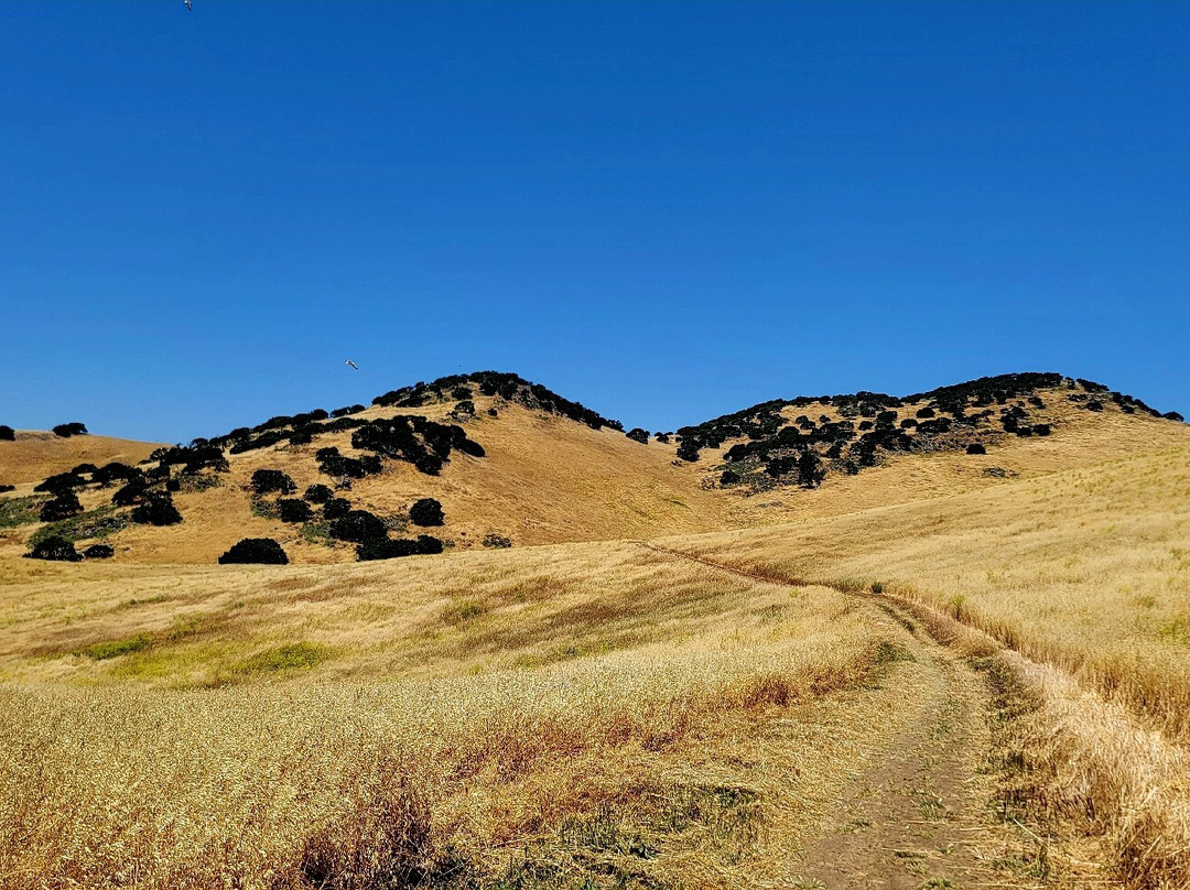 Brushy Peak Regional Preserve-利佛摩必去景点