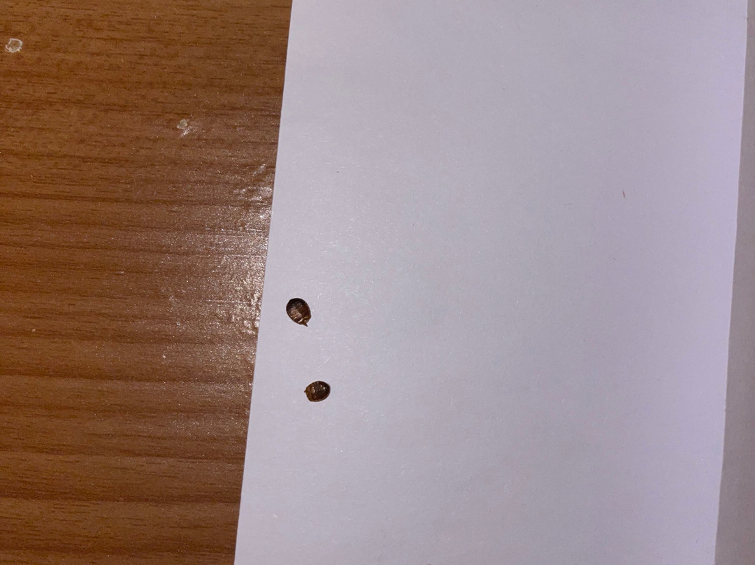 Mountain View Motor Inn主图