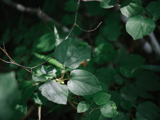 Lake Matsubara-小海町必去景点