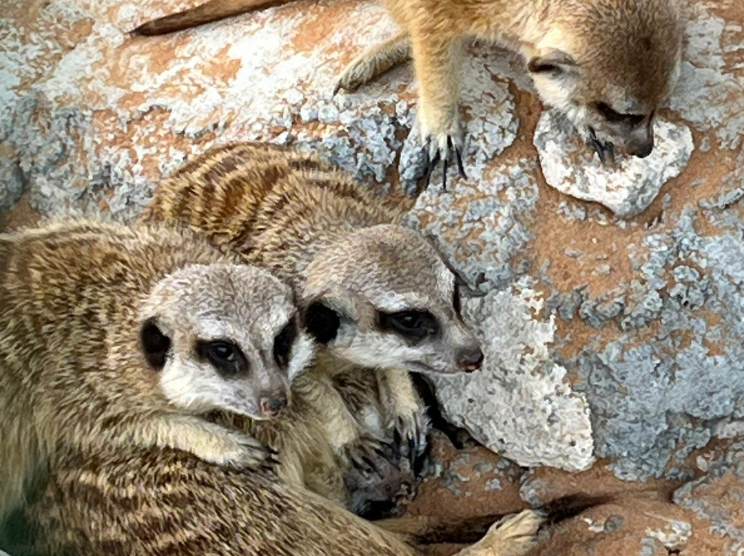 UAE Pygmy Zoo-阿治曼必去景点