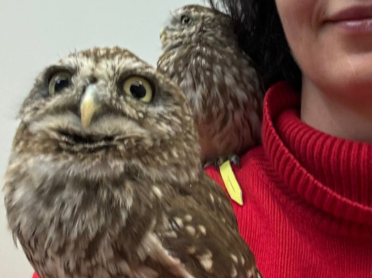 Soviny Dom  Anticafe-莫斯科必去景点