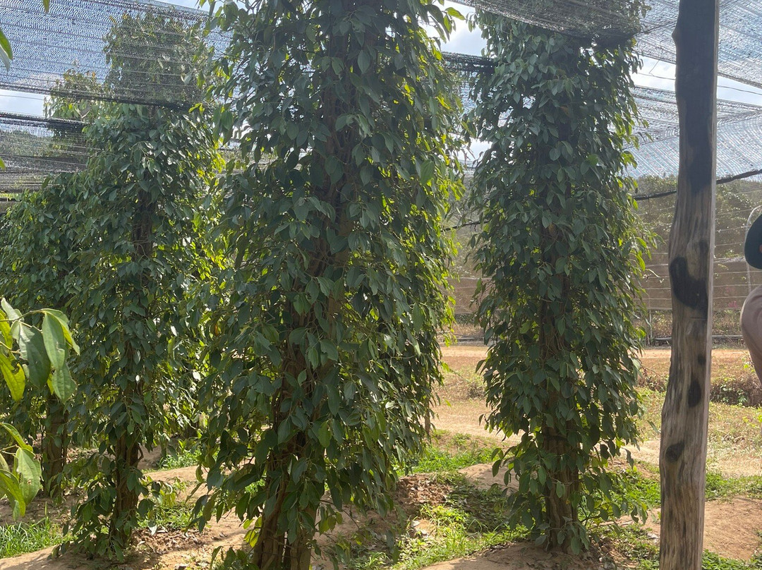 La Plantation景点图片