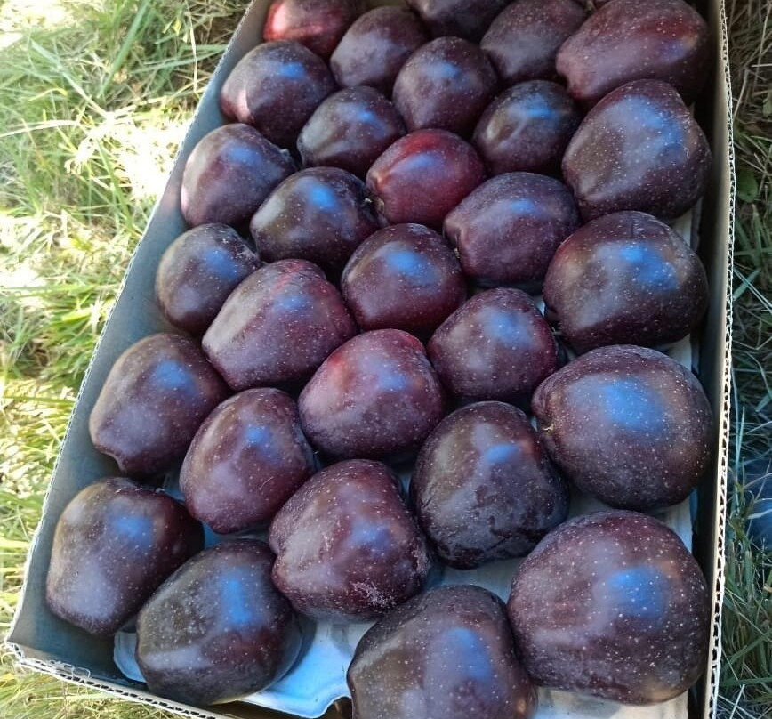 Jama Masjid Shopian-Pulwama必去景点