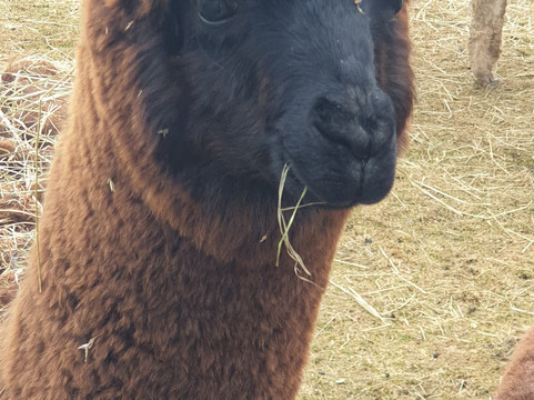 Jodlerhof-Schwendt必去景点