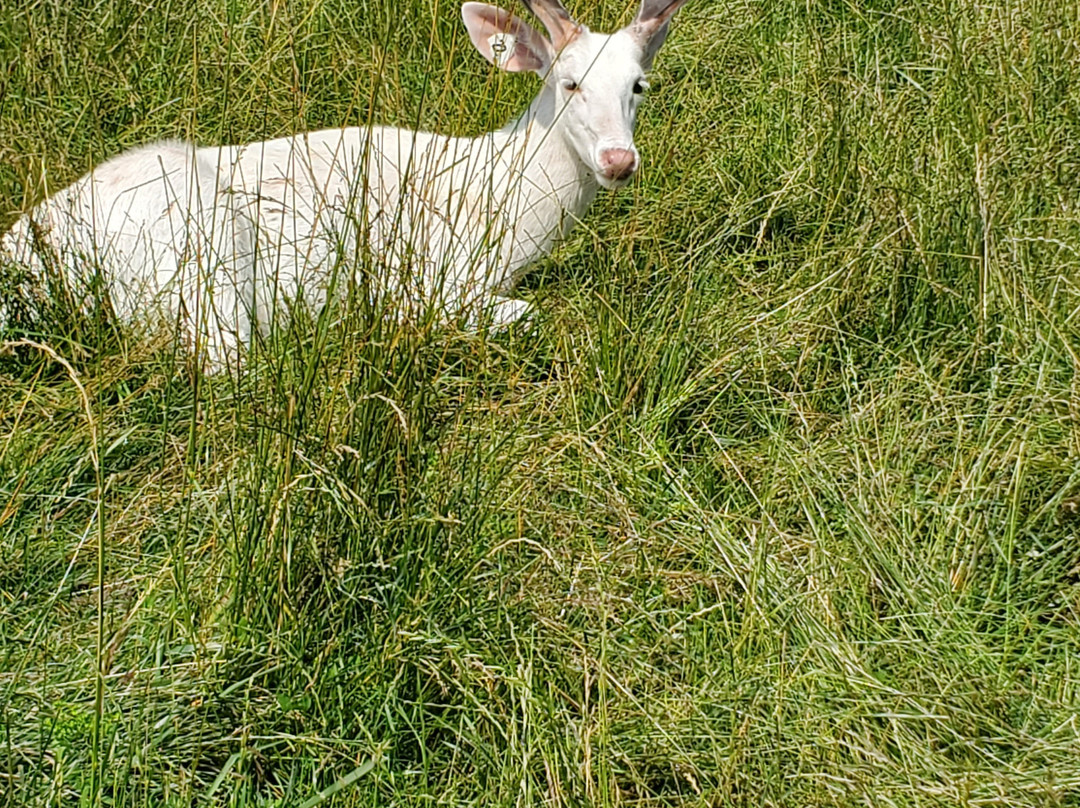 Deer Ranch-圣伊尼亚斯必去景点