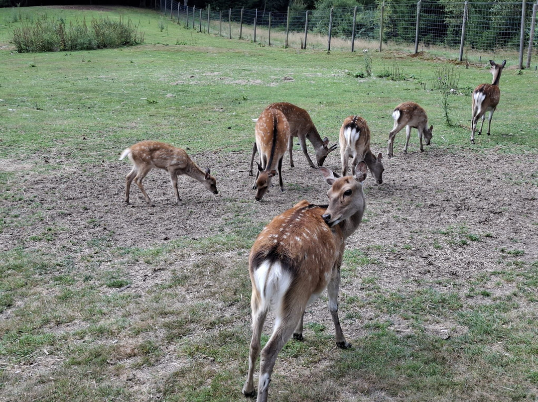 Naturpark Und Wildgehege景点图片