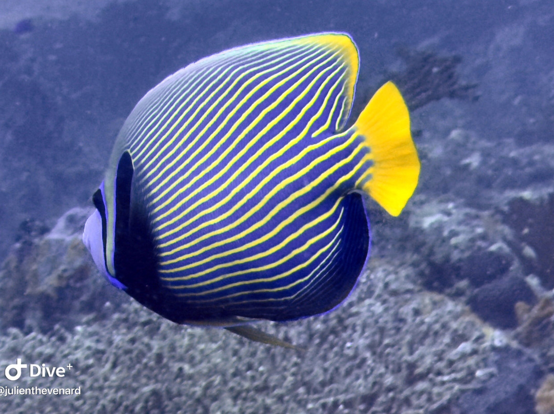 Trek Divers Seychelles景点图片
