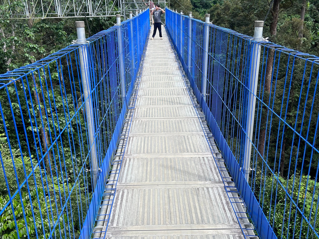 Forest SkyWalk - FRIM-吉隆坡必去景点