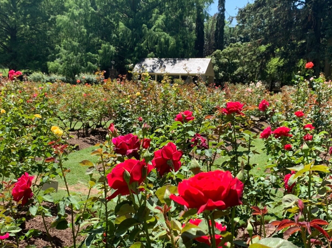 Raleigh Little Theatre Rose Garden景点图片