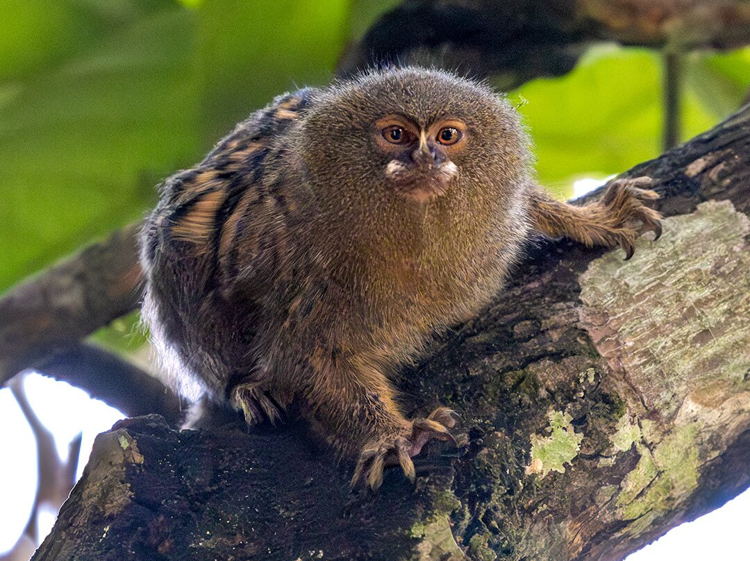 Jaguarundi Travel景点图片