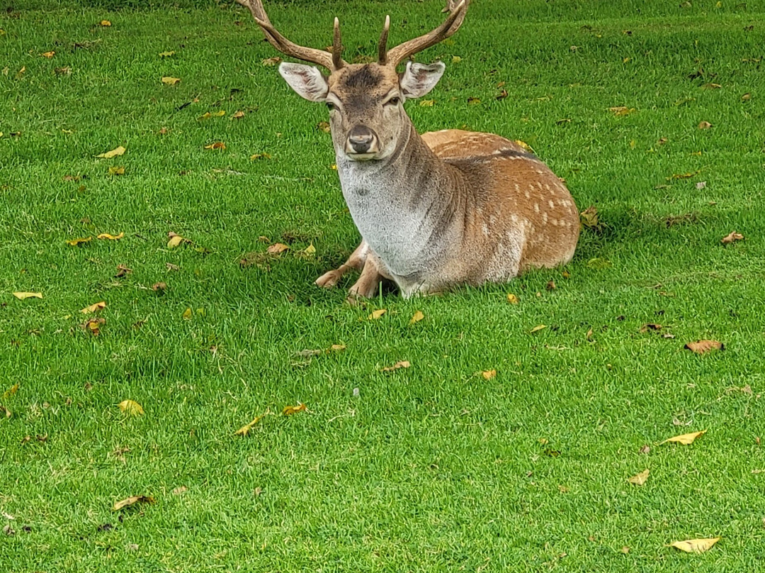 Belton Park Golf Club景点图片