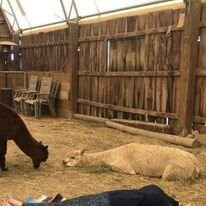 Timbuktu Alpaca & Agri-tourism Farm景点图片