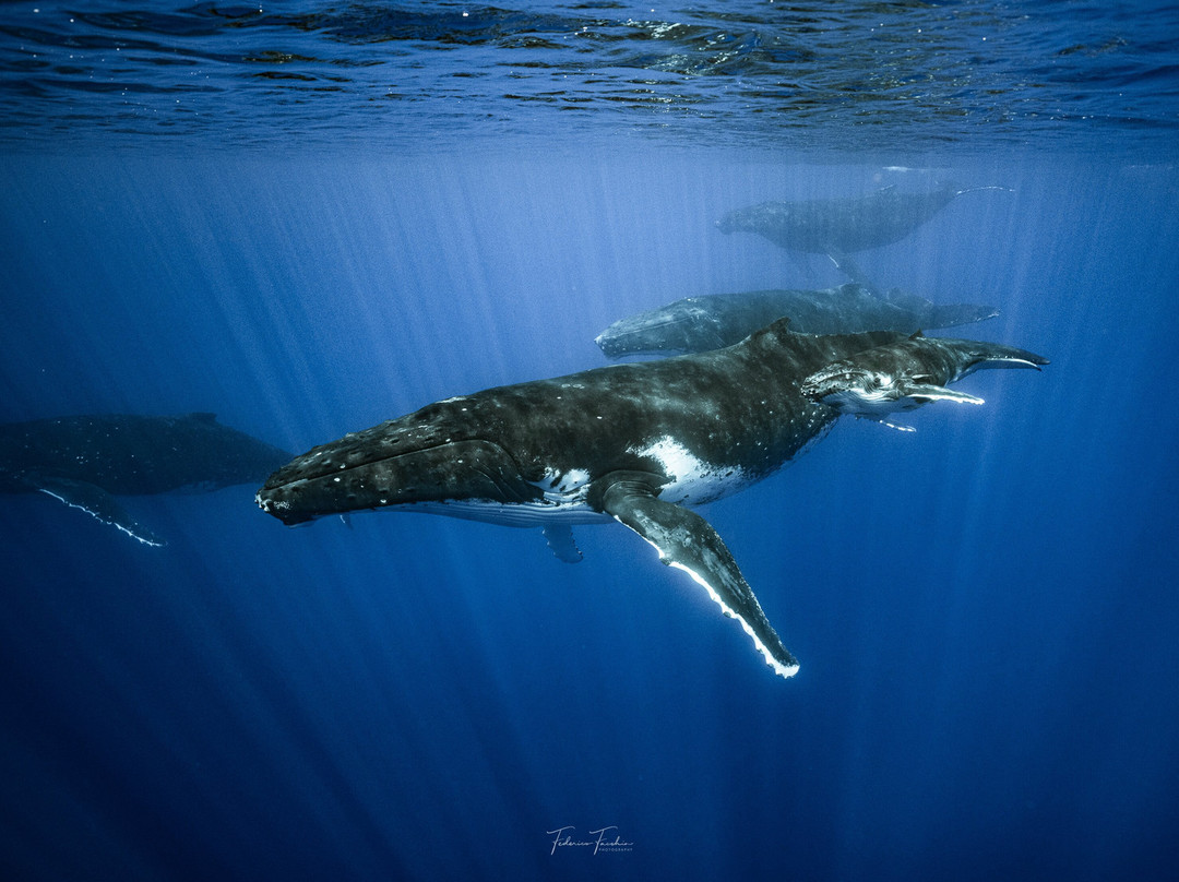 Explore Niue Island Tour-阿洛菲必去景点