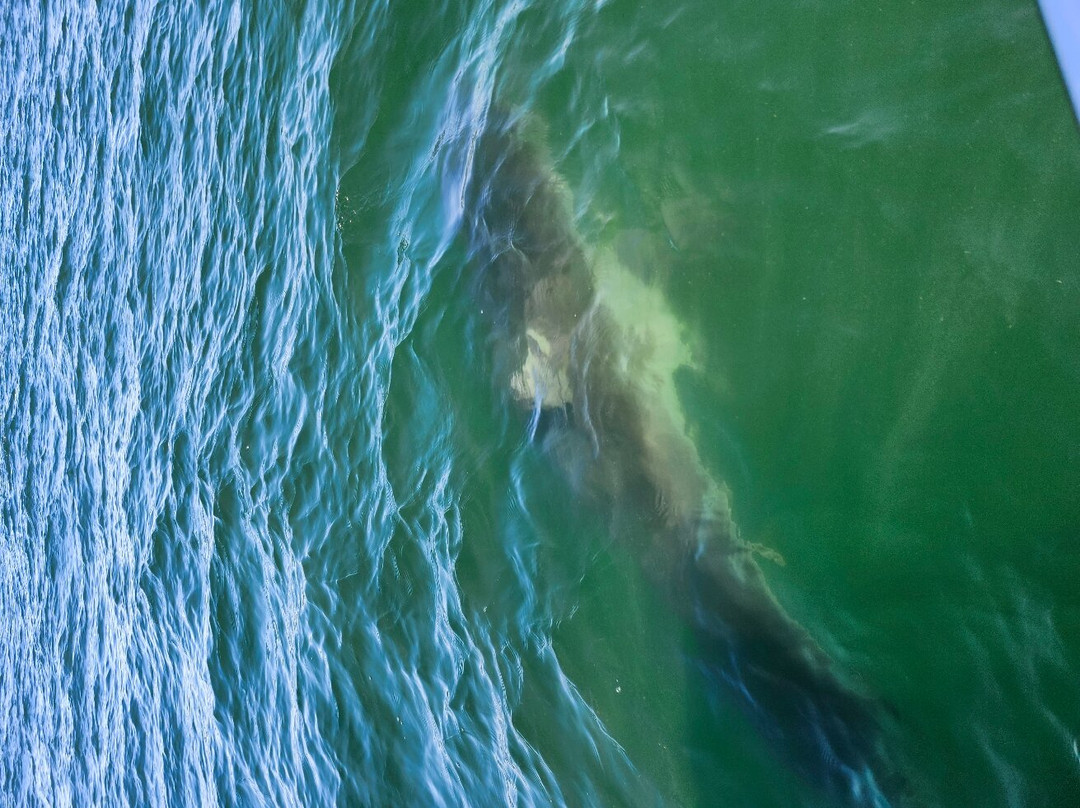 Monomoy Sportfishing-查塔姆必去景点