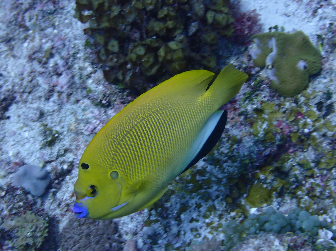 Pole Pole Divers Diving Center-江比阿尼必去景点