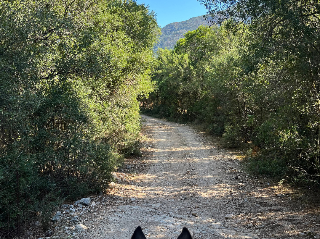 Kefalonia's Horse Riding Stable-萨米必去景点