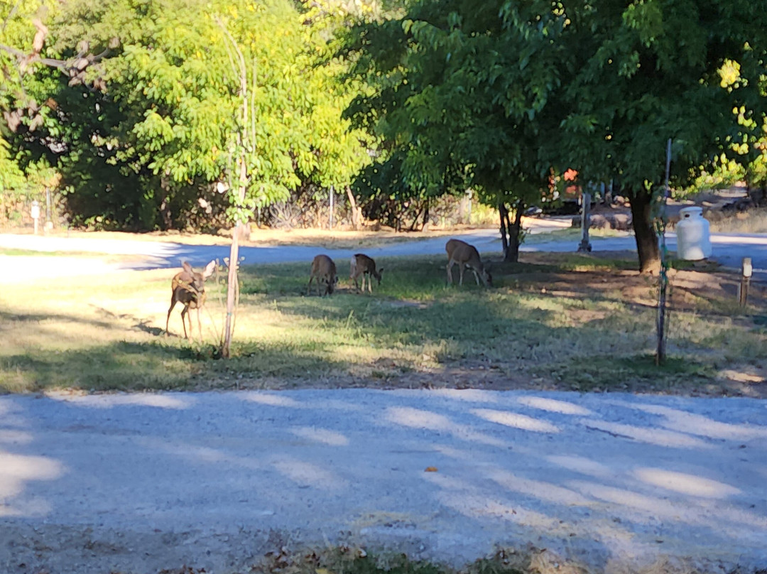 Fawndale Oaks RV Park