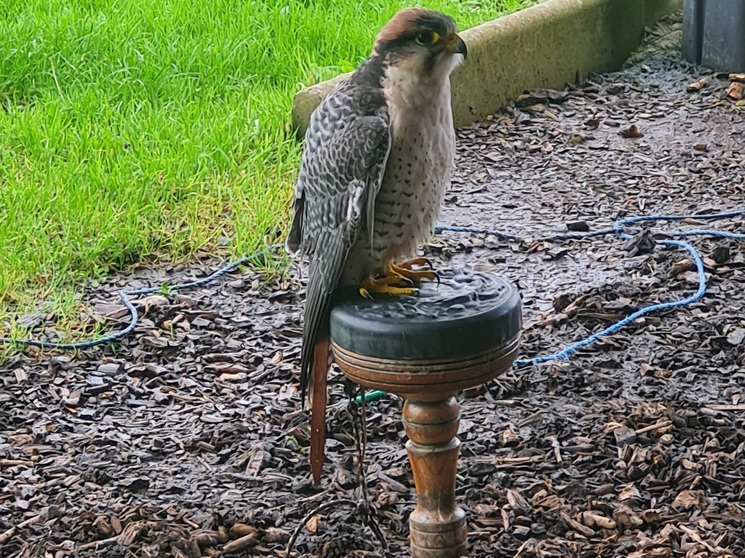 North Somerset Bird of Prey Centre-Congresbury必去景点