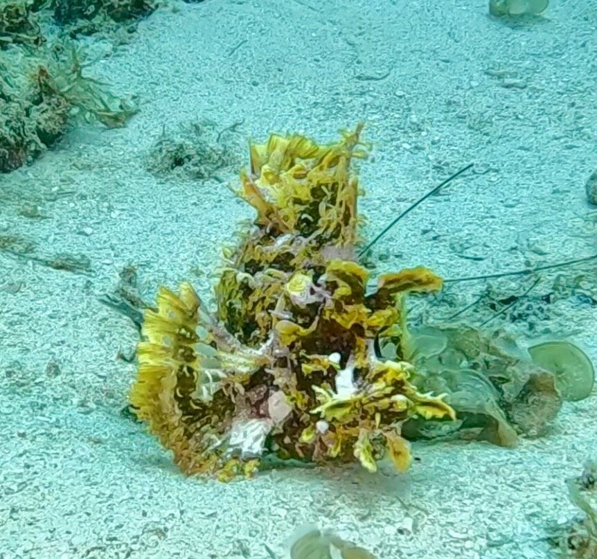 Octopus Diving Centre-Pereybere必去景点