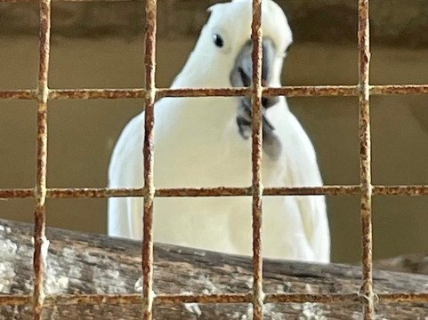 Porto Santo Buggy Adventure-Porto Santo Island必去景点