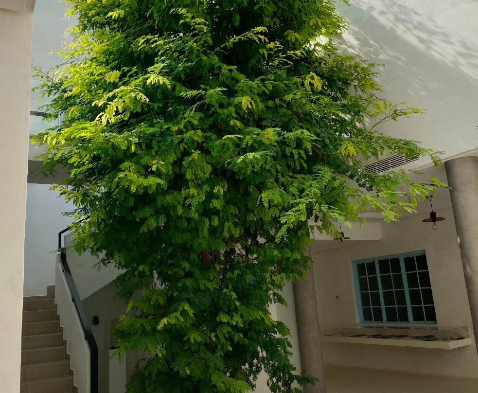 Iqra Library-穆哈瑞克必去景点