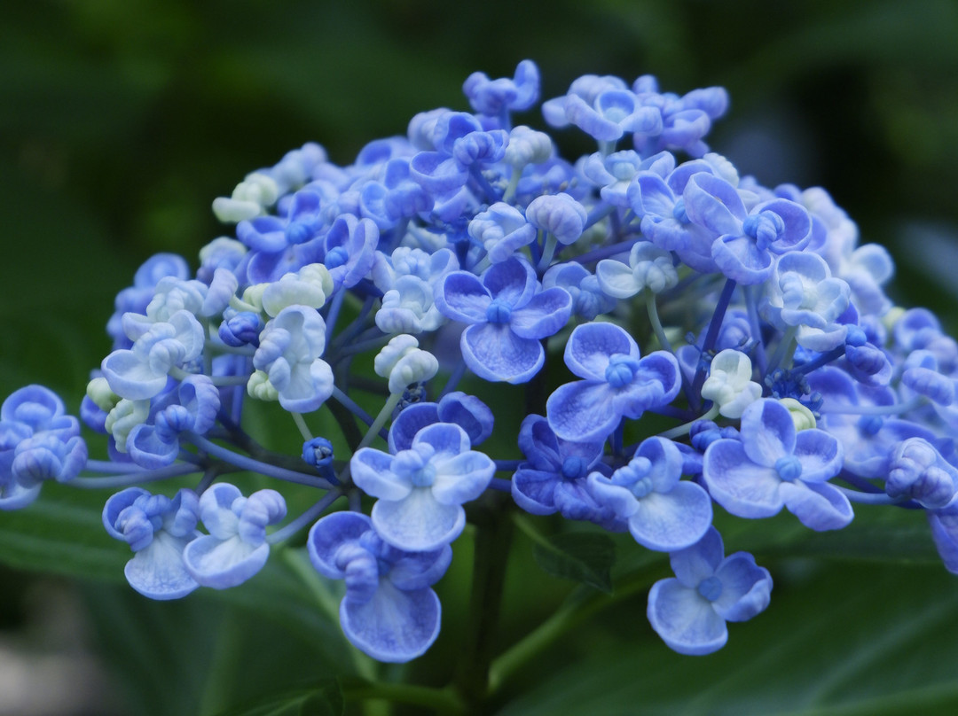 Hydrangeas Village Katahara Onsen-蒲郡港必去景点