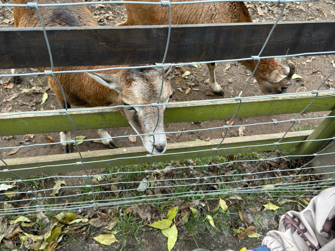 Wildpark Leipzig-莱比锡必去景点