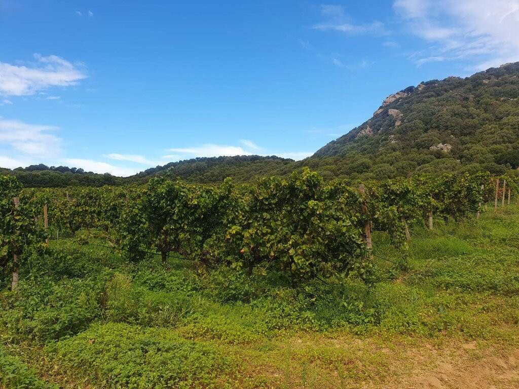 Piero Mancini Vineyards (Balajana Estate)-Luogosanto必去景点