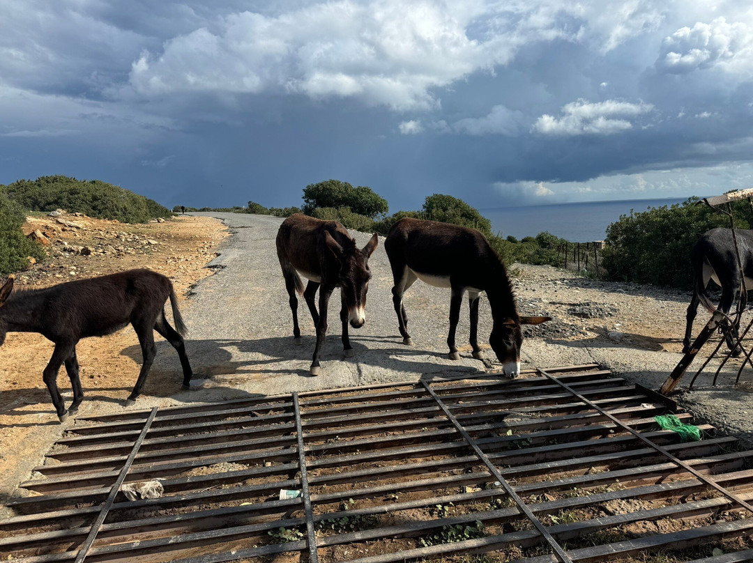 Cape Apostolos Andreas-Dipkarpaz必去景点
