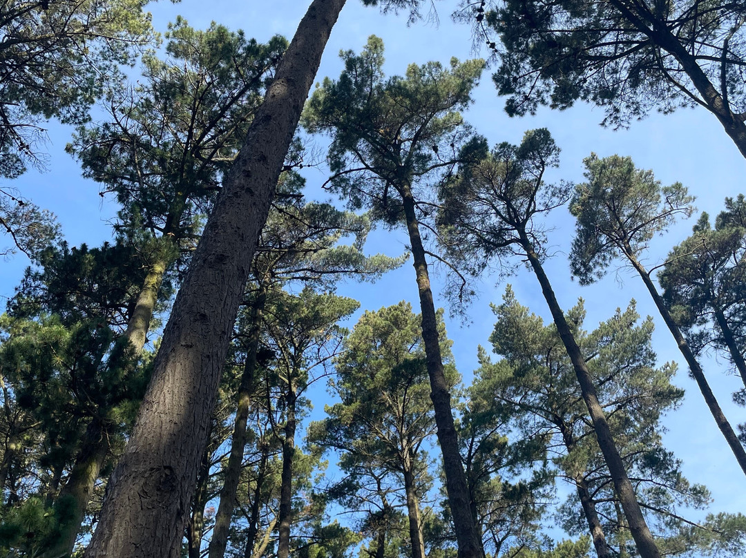 Fingal Picnic Area景点图片