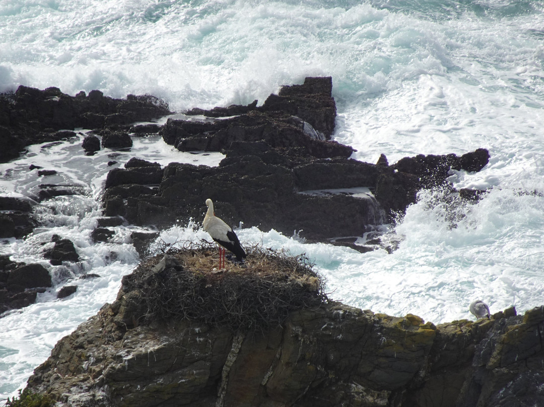 Parque Natural do Sudoeste Alentejano e Costa Vicentina-阿尔加威必去景点