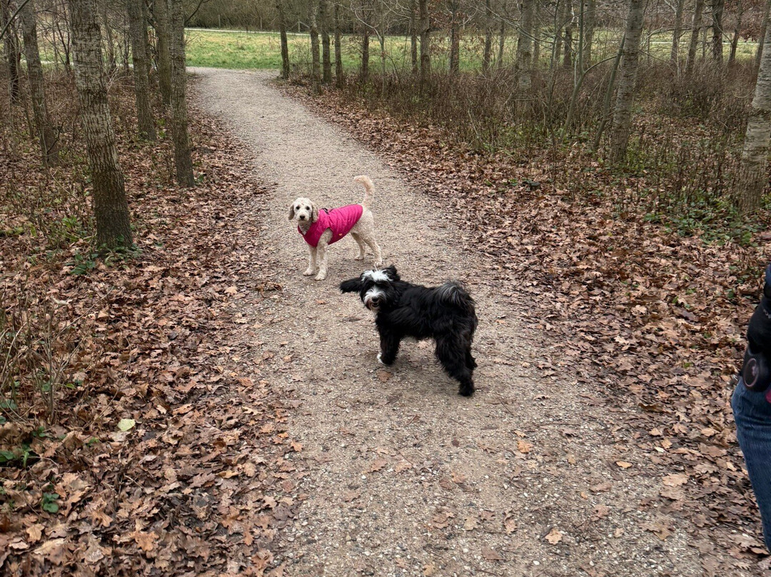 Solbjerg Hundepark景点图片