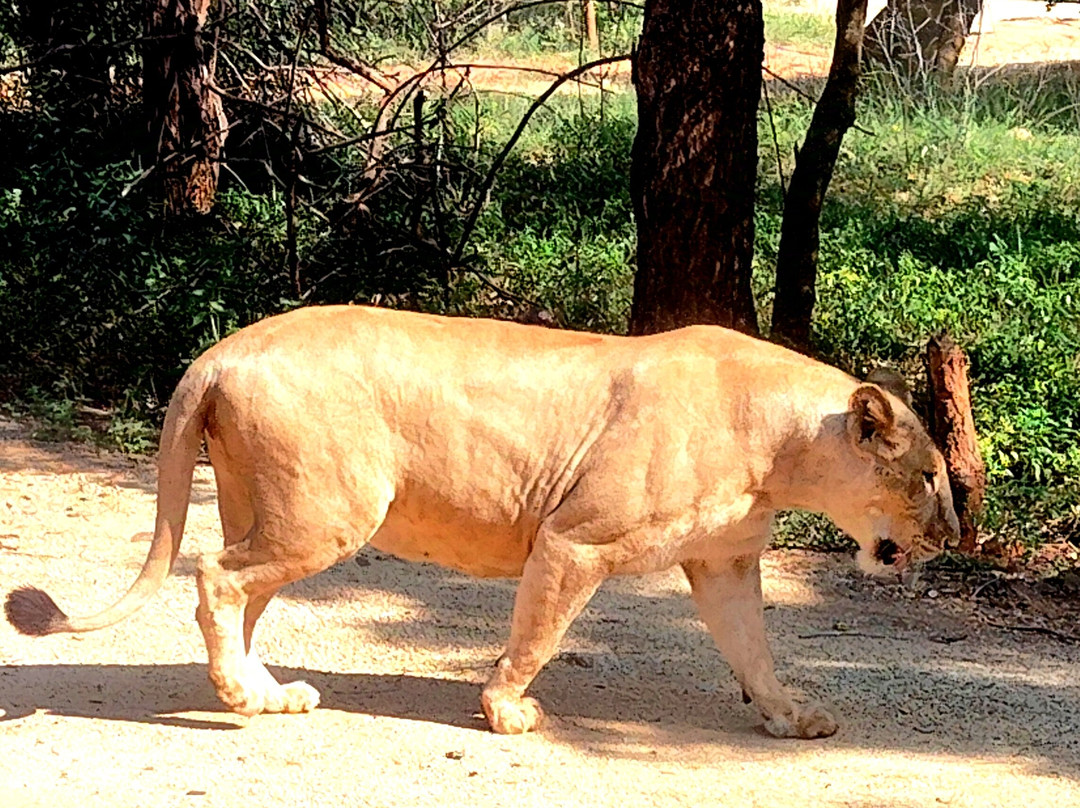 Sri Venkateswara National Park景点图片