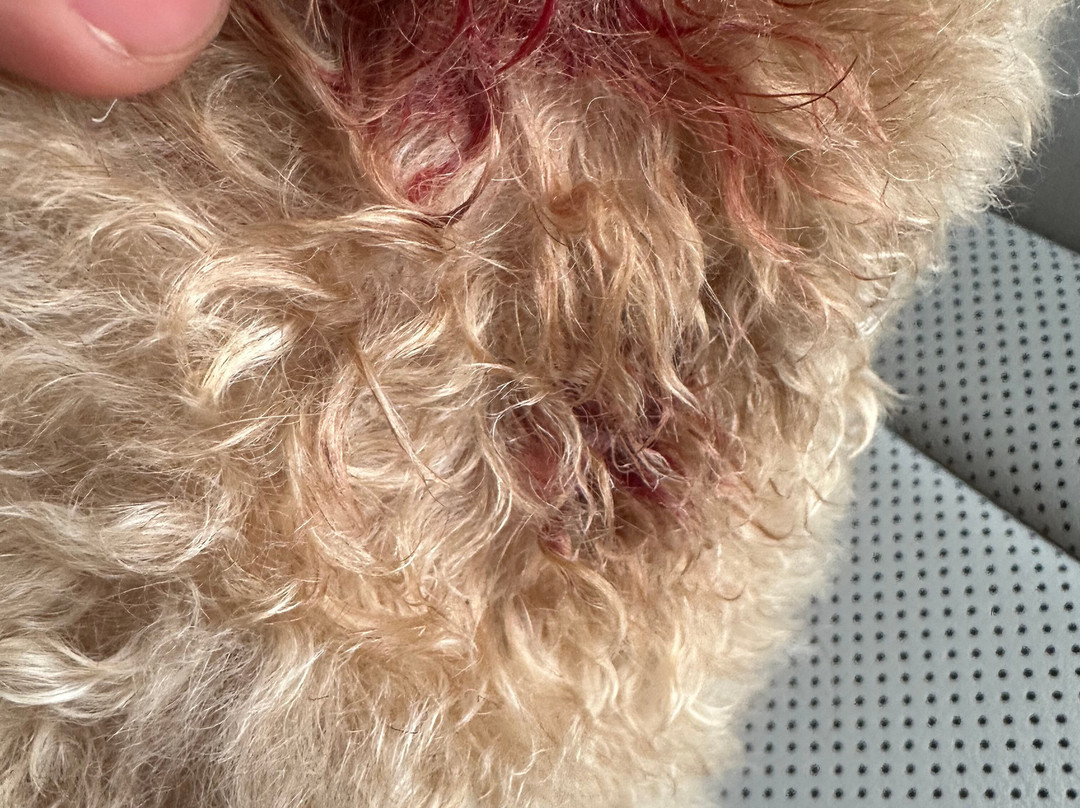 Catarata Salto de Collores-Juana Diaz必去景点