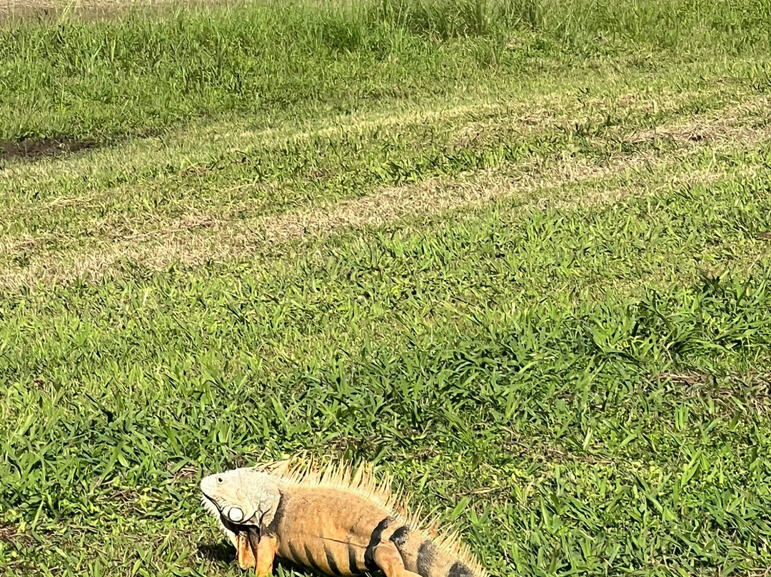 Paseo Lineal-Bayamon必去景点