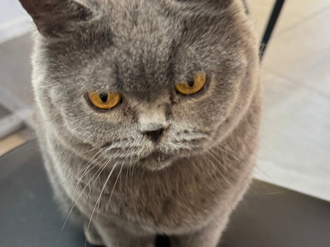 Fancy Meow Cat Cafe-罗托鲁瓦必去景点