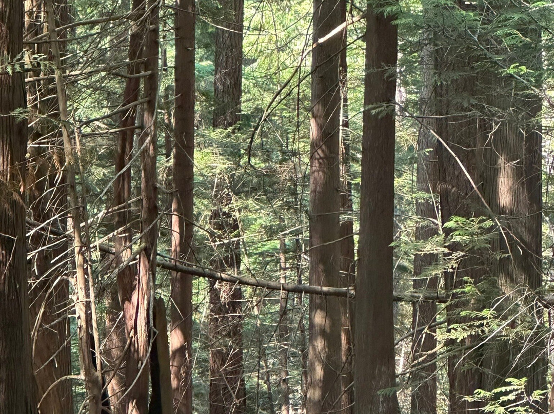 Shannon Falls Provincial Park景点图片