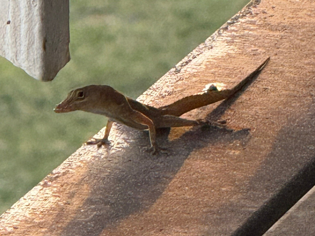 Tamarind Reef Resort主图