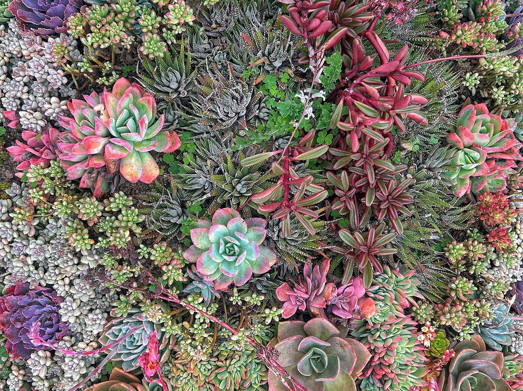 Northern Blossom Flower Farm-Atok必去景点