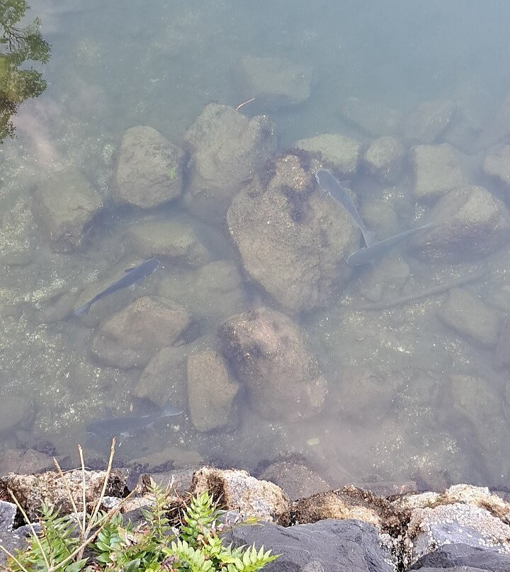 Myojin Pond-萩市必去景点