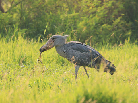 Frena Adventures-吉佳利必去景点