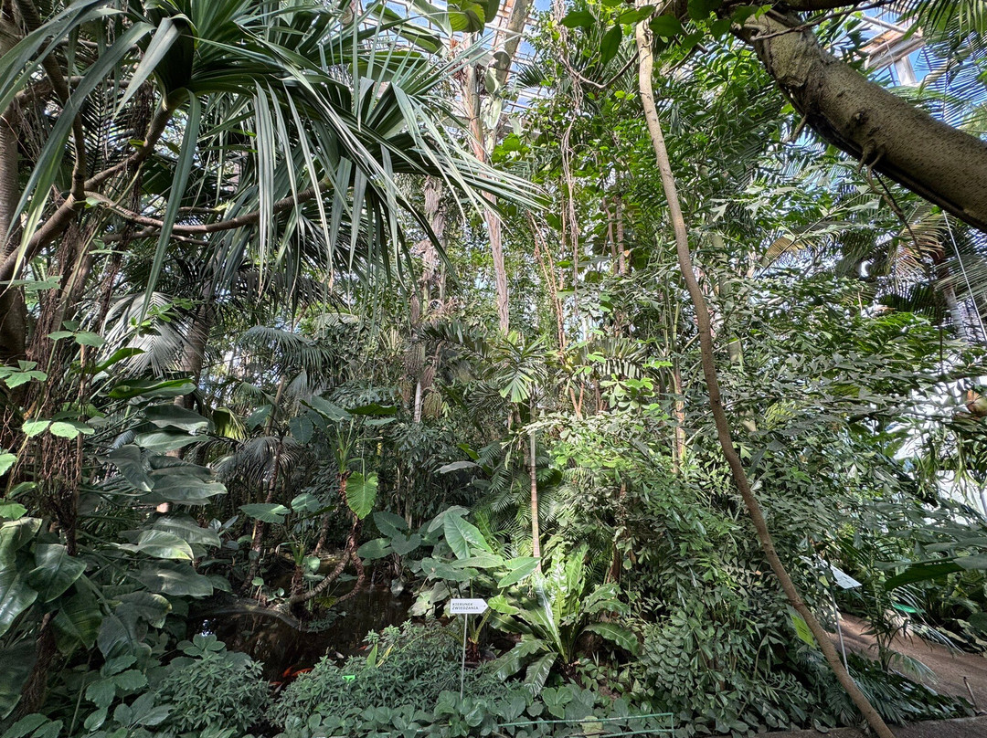 Palmiarnia Poznanska (Palmenhaus Poznan)-波兹南必去景点